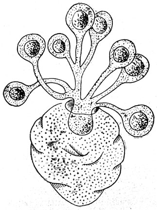 . 32.  (Ichthyophonus).