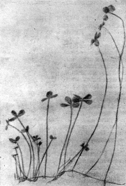 . 40.  (Marsilea quadrifolia).