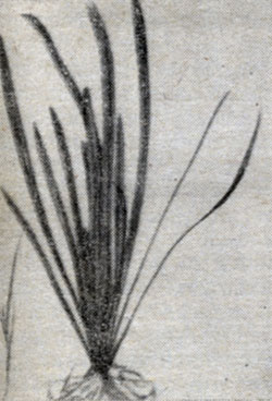 . 50.   (Sagittaria japonica).