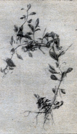 . 54.  (Ludvigia alternifolia).
