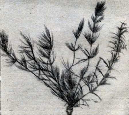 . 55.  (Myriophyllum spicatum).