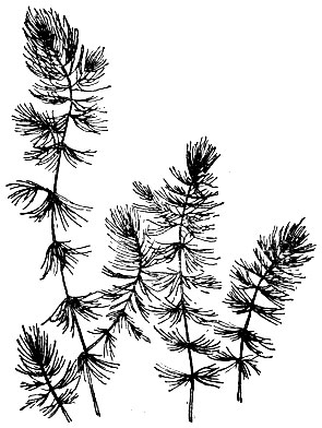 . 56.  (Ceratophyllum demersum).