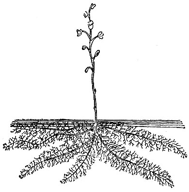 . 62.   (Utricularia vulgaris): 2 -  .
