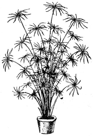 . 63.  (Cyperus alternifolius).