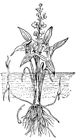 . 65.   (Sagittaria sagittifolia).