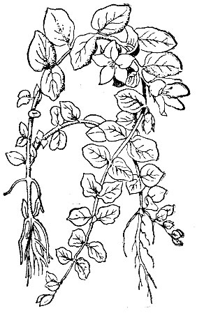 . 66. ,   (Lysimachianummularia).