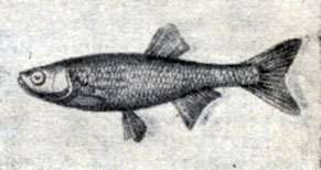 . 79. ,   (Leucaspius delineatus).
