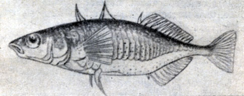 . 89.   (Gasterosteus aculeatus).