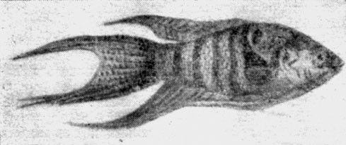 . 122.  (Macropodus opercularis).