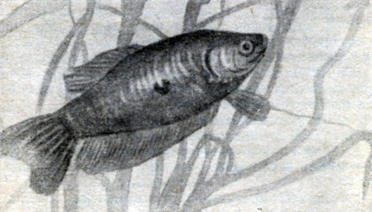 . 125.   (Trichogaster trichopterus).