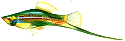 . 117.   (Xiphophorus helleri).