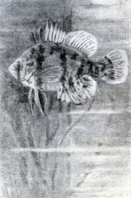 . 129.    (Mesogonistius chaetodon).