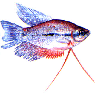 Доклад: Ихтиоспоридиоз - опасное заболевание рыб