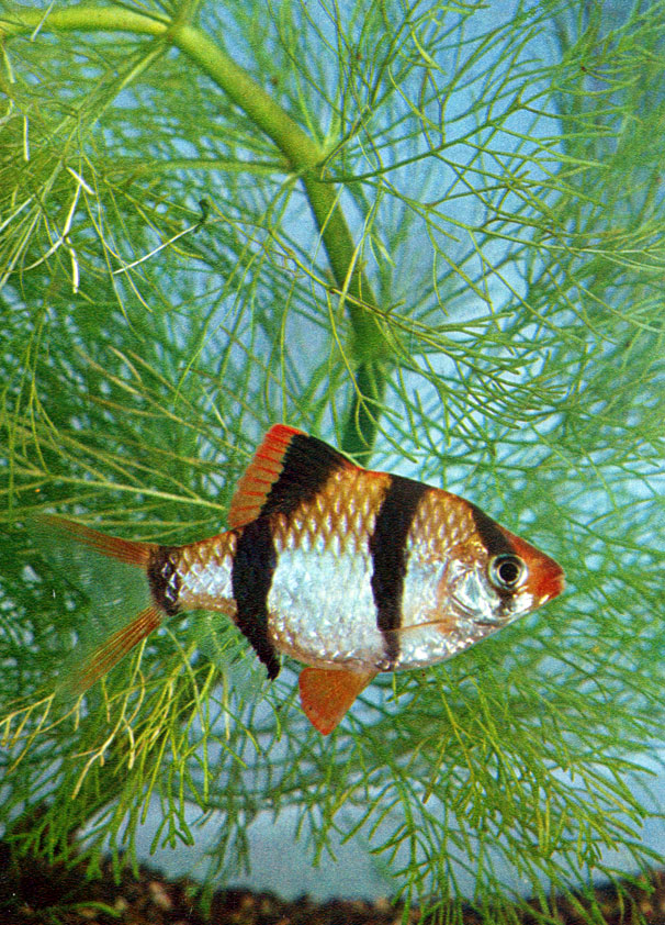   (Barbus tetrazona (Bleeker) . Cyprinidae)