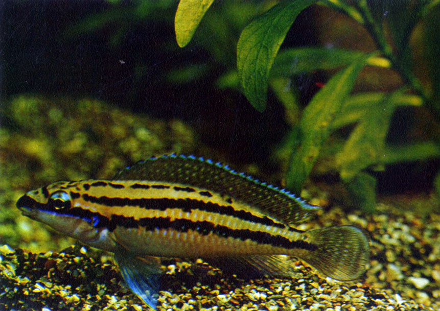   Julidochromis dickfeldi (Staeck, 1975)