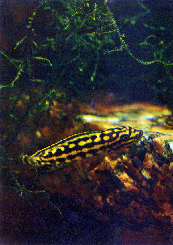   Julidochromis marlieri (Poll, 1956)