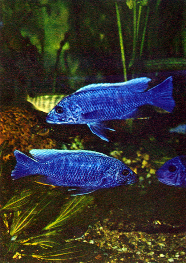   Haplochromis jacksoni (Iles, 1960)