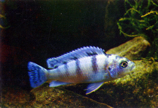   Pseudotropheus lombardoi (Burgess, 1977)