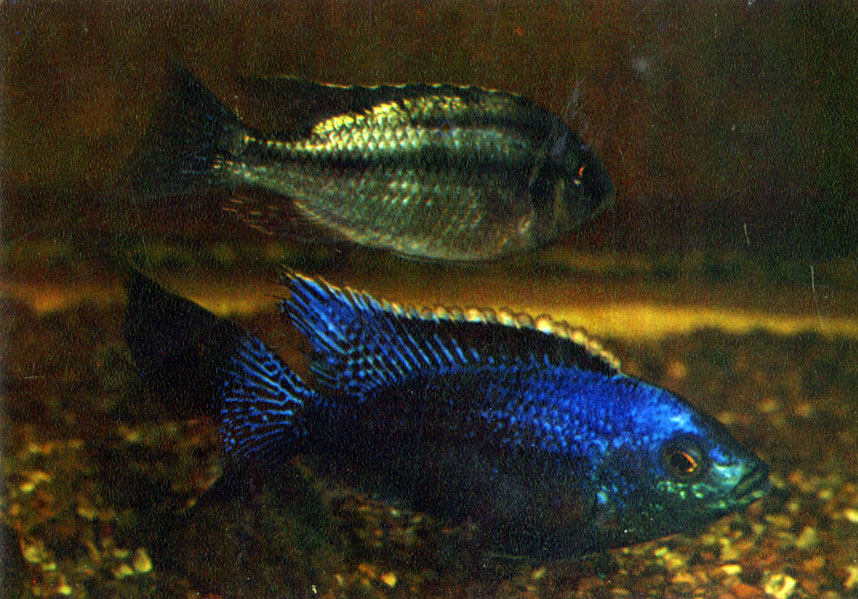   Haplochromis boadzulu (Iles, 1960)