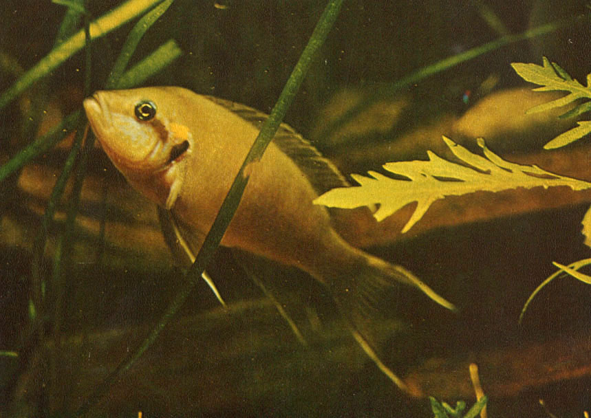   Lamprologus brichardi (Poll, 1974)