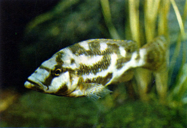   Haplochromis livingstonii (Guntlier, 1893)