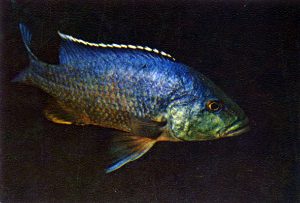   Haplochromis livingstonii (Guntlier, 1893)