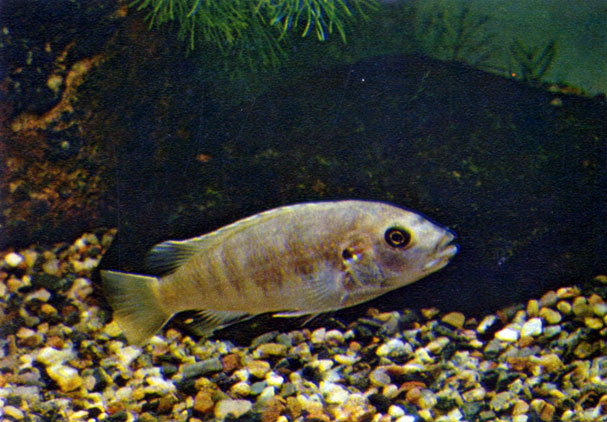   Labidochromis freibergi (Johnson, 1974)