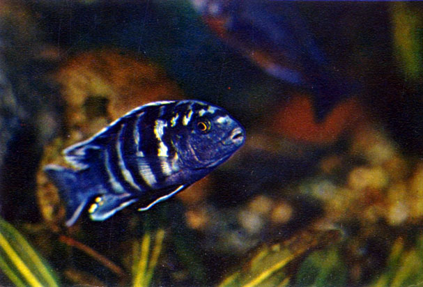   Labidochromis freibergi (Johnson, 1974)