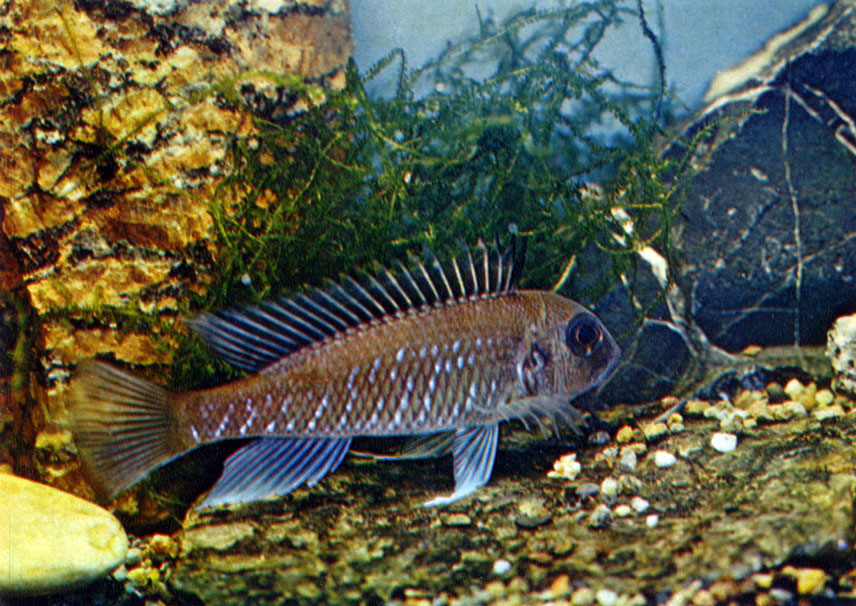   Triglachromis otostigma (Regan, 1920)