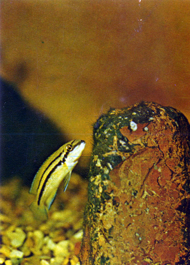   Chalinochromis spec. 'bifrenatus'