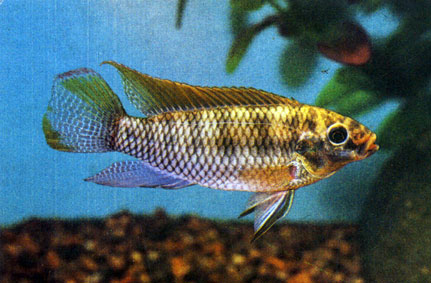   Pelvicachromis subocellatus