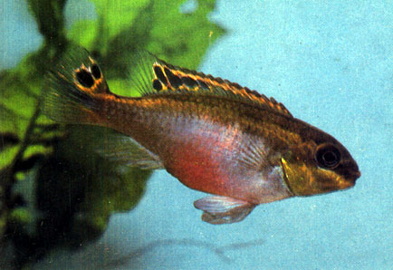   Pelvicachromis pulcher