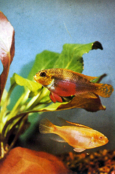   Pelvicachromis pulcher