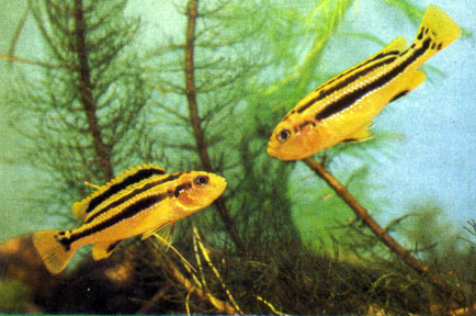   Melanochromis chipokae