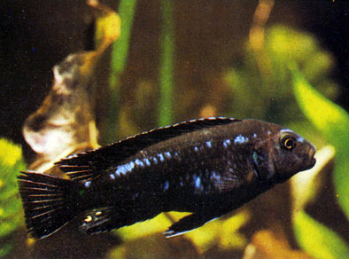   Melanochromis johannii