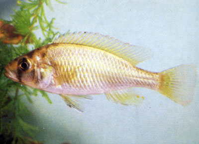   Neochromis nigricans