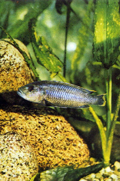   Melanochromis melanopterus