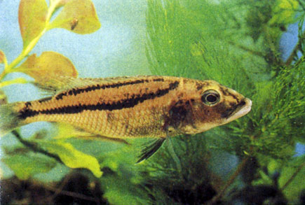   Aristochromis christyi