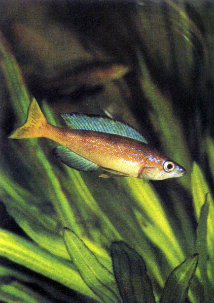   Cyprichromis microlepidotus