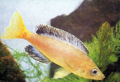  Cyprichromis leptosorna