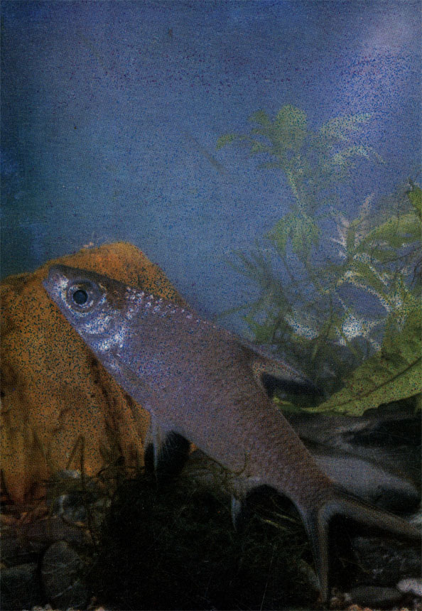  . Balantiocheilus melanopterus. 15 - 36 