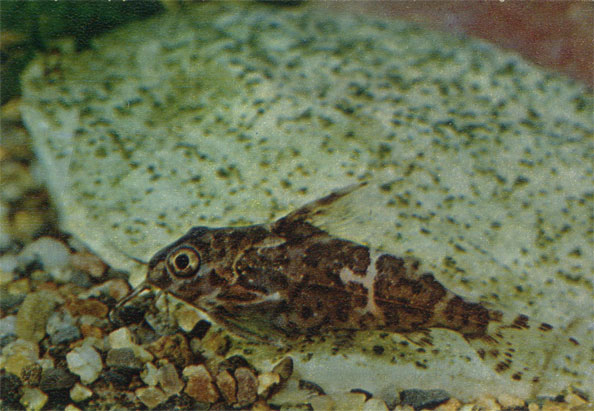 . S. Nigriventris.. Mochocidae ( )