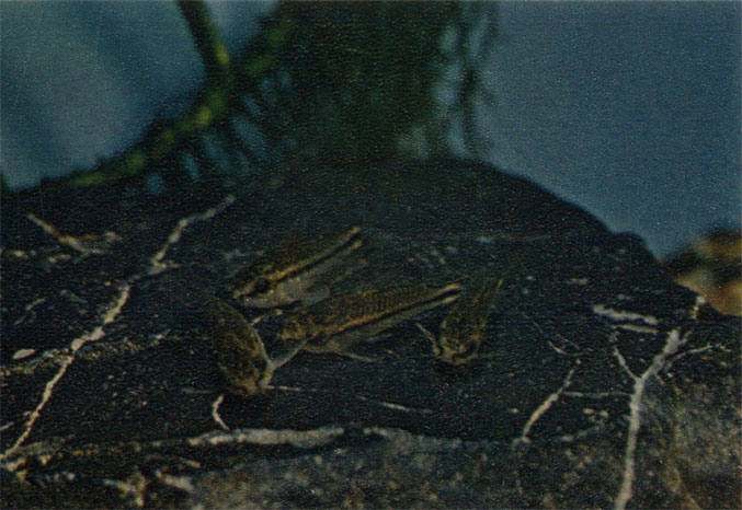  . . pygmaeus. . Callichthydae ( )