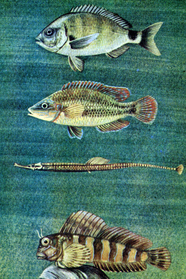 Ласкирь, зеленушка, пухлощекая игла - рыба и морская собачка