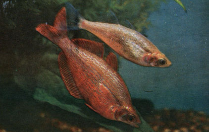 Красная атерина (Glossolepis incisus)