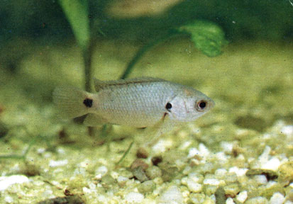 Рыба-ползун (Anabas testudineus)