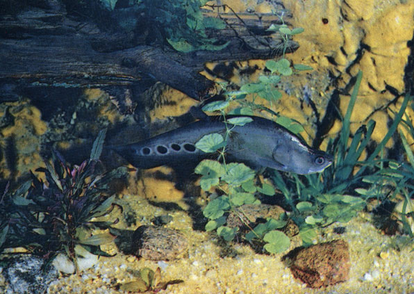 Пятнистая рыба-нож (Notopterus chitala)