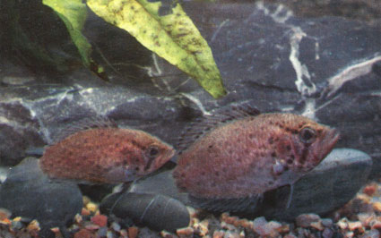 Рыба-обрубок (Polycentrus schomburgki)