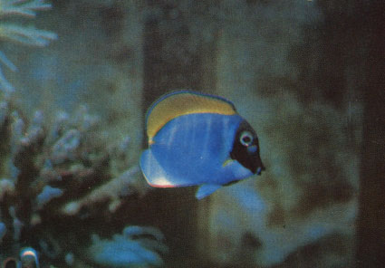 Голубая рыба-хирург (Acanthurus leucostemon)