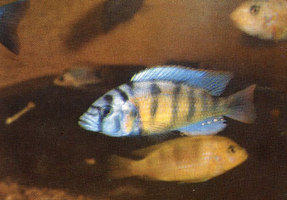 Хаплохромис Брауна (Haplochromis brownae)